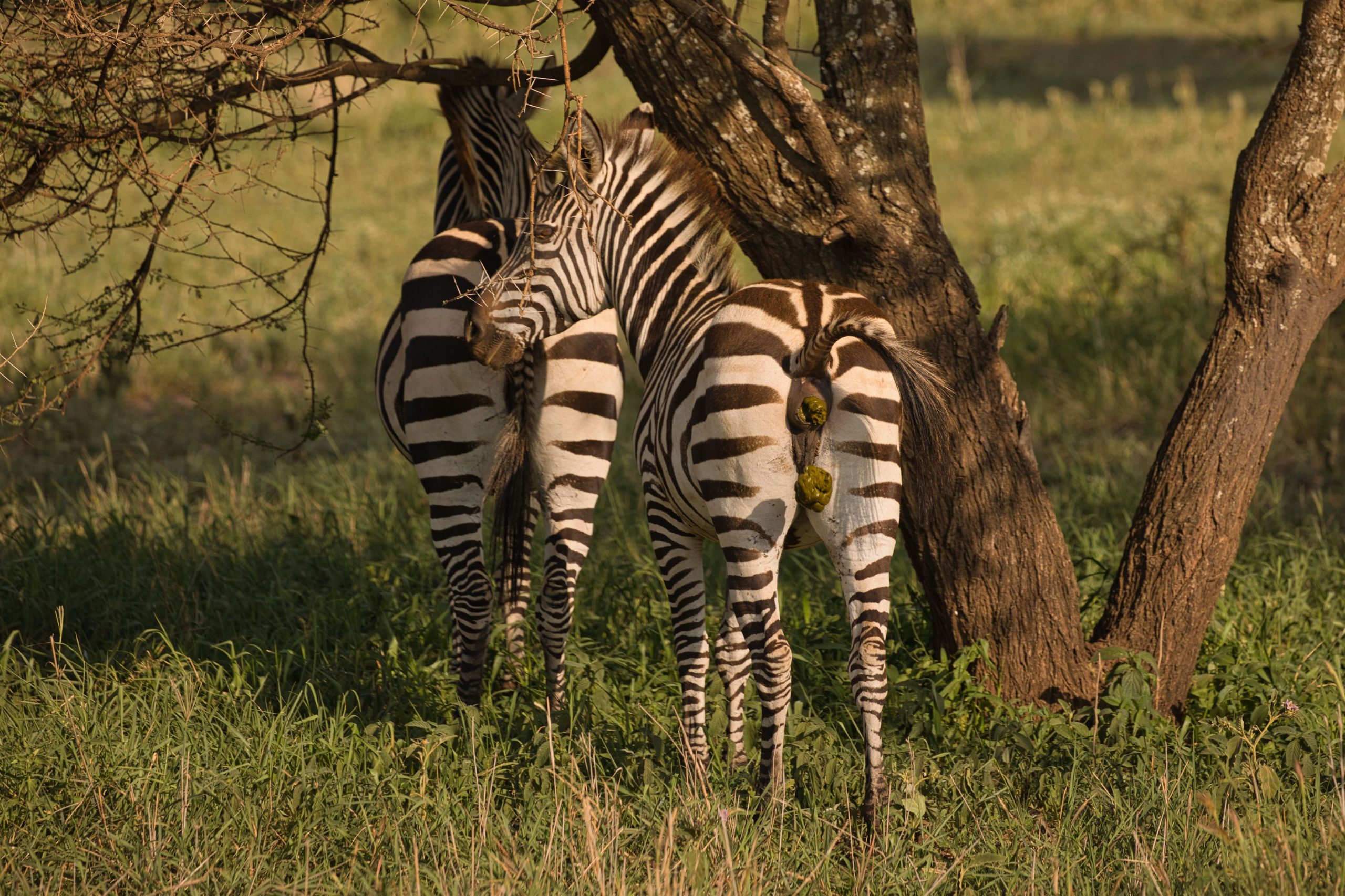 rear-view-of-two-zebras-stand-in-a-grassy-field-un-2023-11-27-05-09-32-utc
