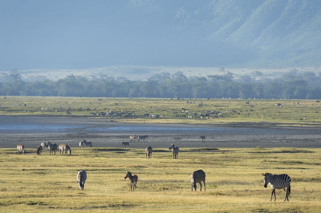 serene-african-savannah-with-wildlife-grazing-unde-2024-07-04-19-26-02-utc